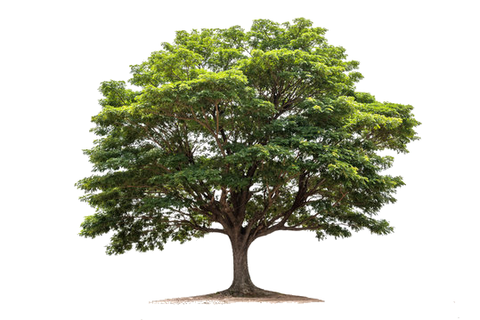 Growth illustration